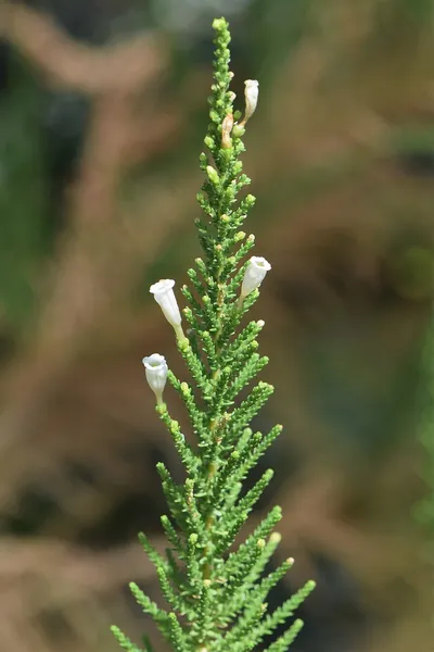 Fabiana imbricata