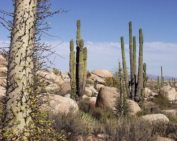 Baja California desert