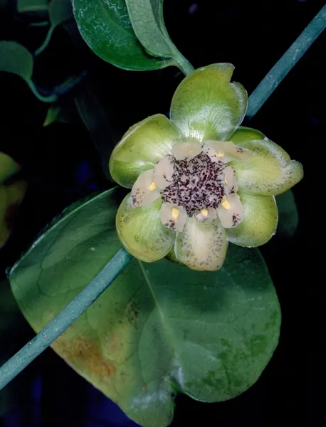 Austrobaileya