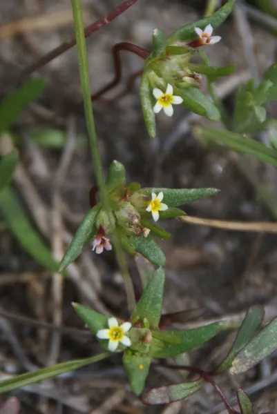 Gymnosteris parvula