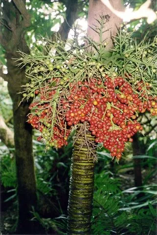 Lepidorrhachis