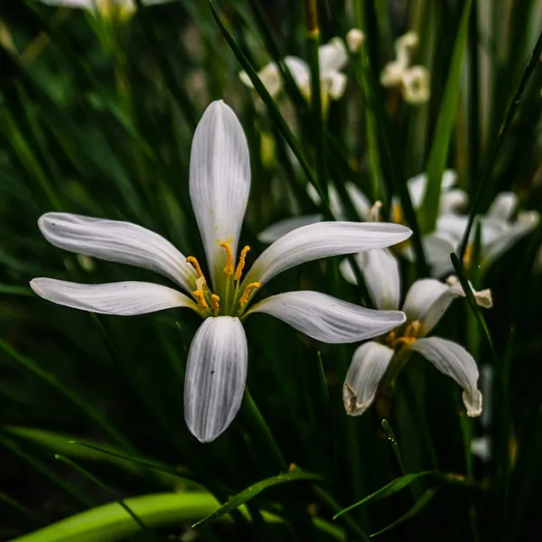 Cooperia (plant)
