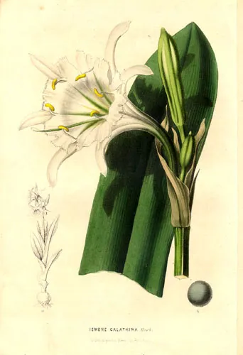 Ismene (plant)