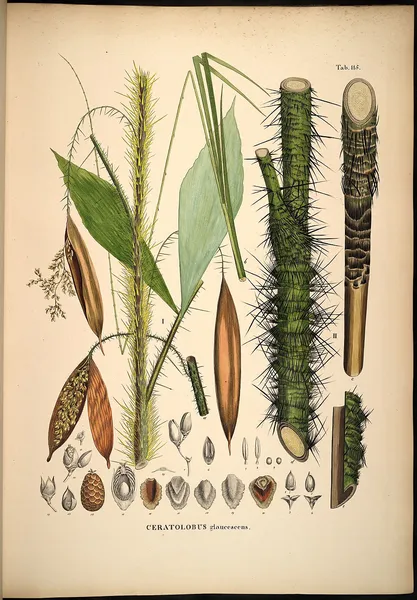 Ceratolobus