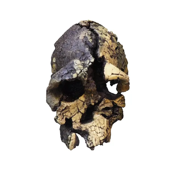 Kenyanthropus