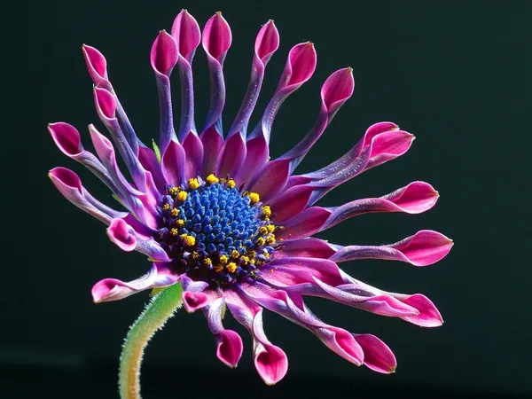 Cultivar