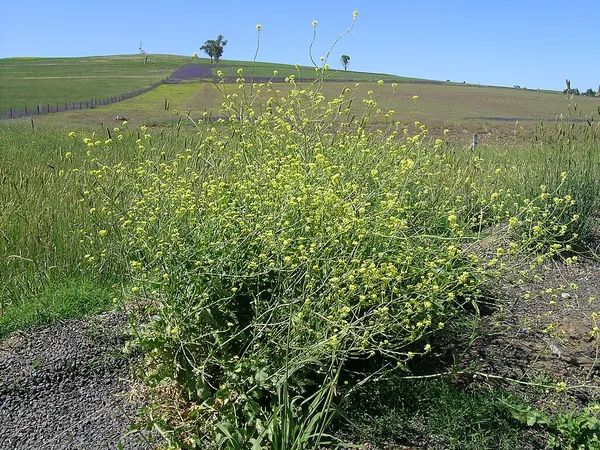 Hirschfeldia