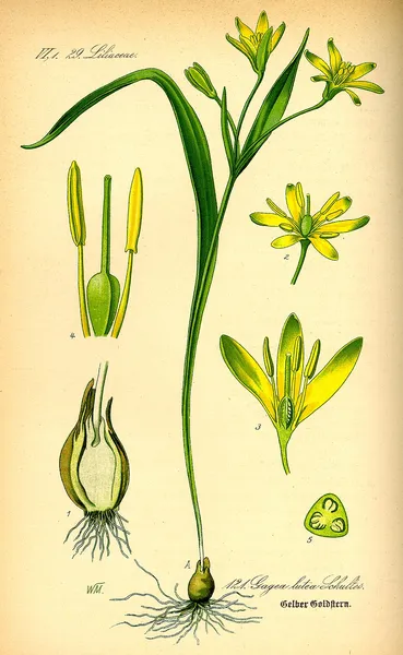 Gagea lutea
