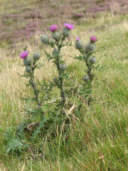 Flora of Scotland