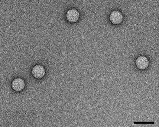 Enterovirus 71