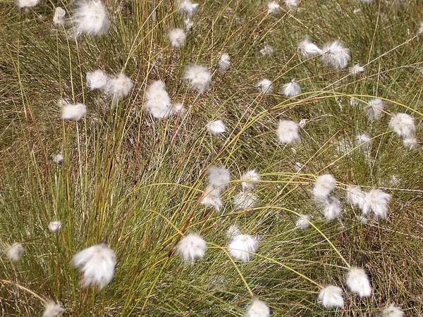 Eriophorum vaginatum