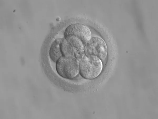 Embryo space colonization