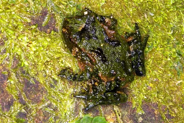 Biodiversity of New Zealand