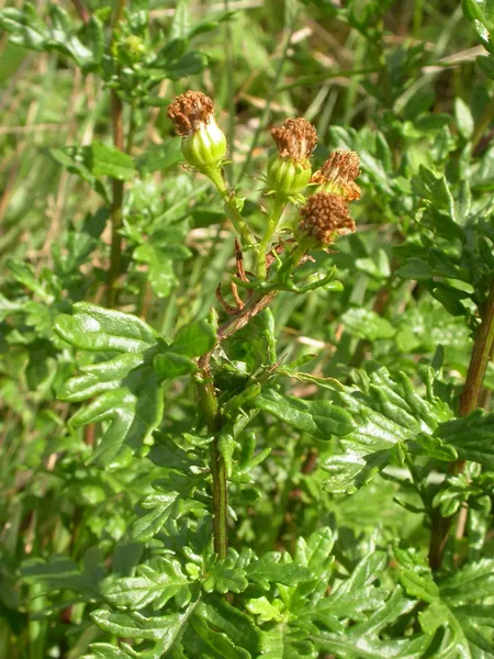 Jacobaea erucifolia