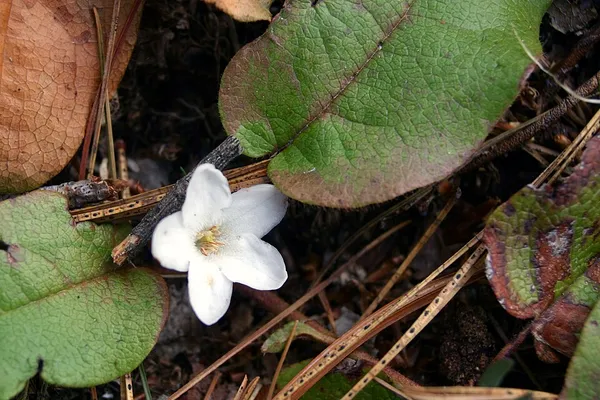 Epigaea