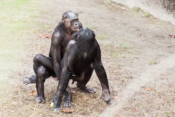 Animal sexual behaviour