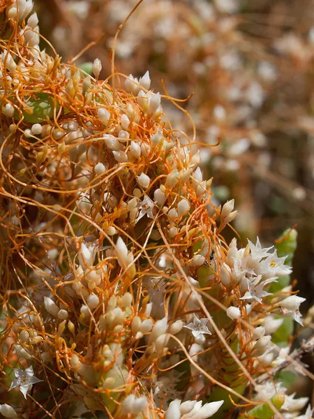 Cuscuta salina