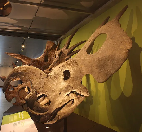 Einiosaurus