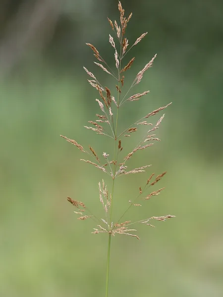 Agrostis gigantea