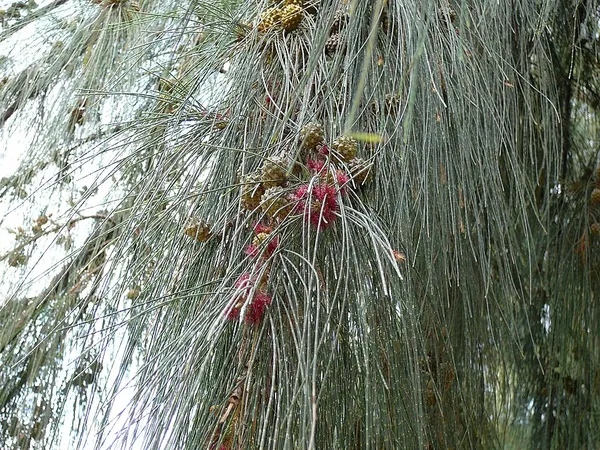 Casuarina