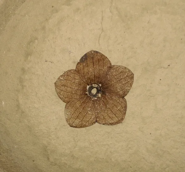 Florissantia (plant)