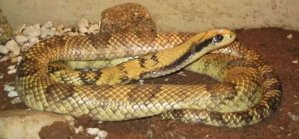 Hydrodynastes gigas