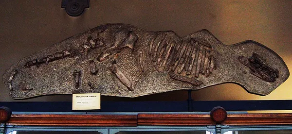 Anoplotherium