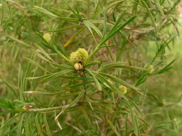 Acanthocarpus (plant)