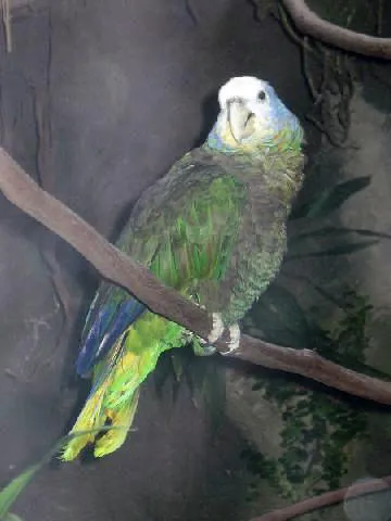 Funds for Endangered Parrots
