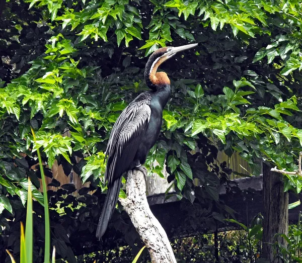 Darter