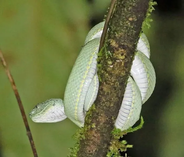 Bothrops bilineatus