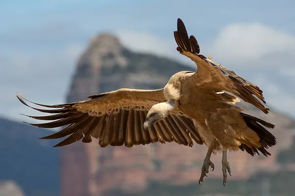 Eurasian griffon vulture