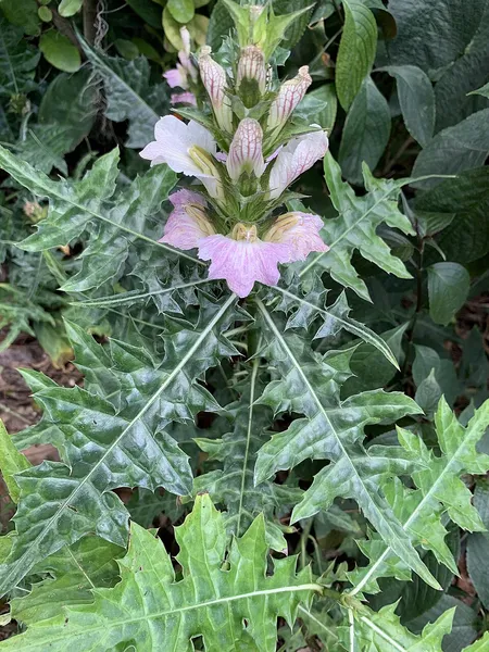 Acanthus montanus
