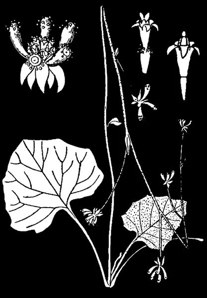 Adenocaulon