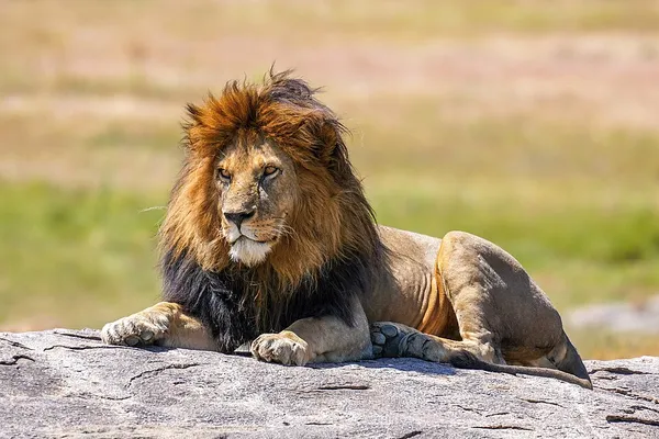 Apex predator