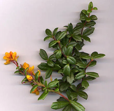 Berberidaceae