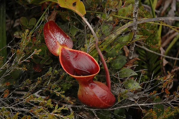 Carnivorous plant