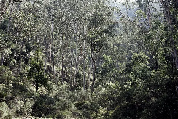 Flora of Australia
