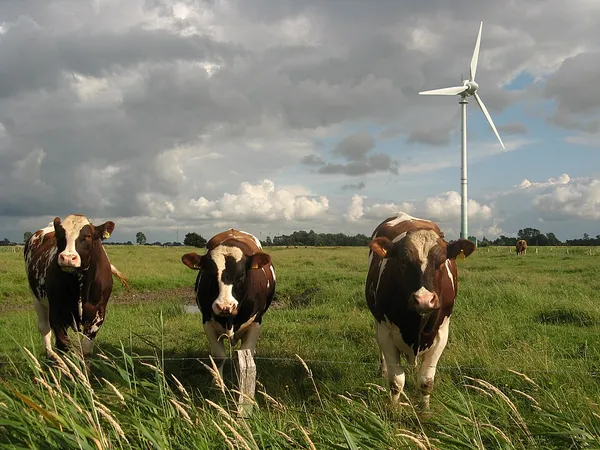 Environmental impact of wind power