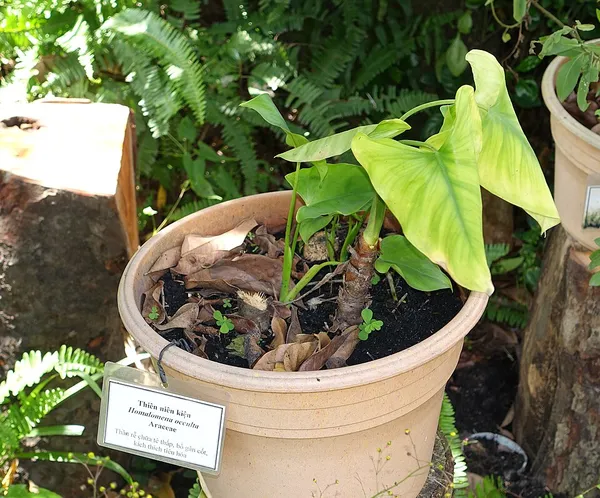 Homalomena