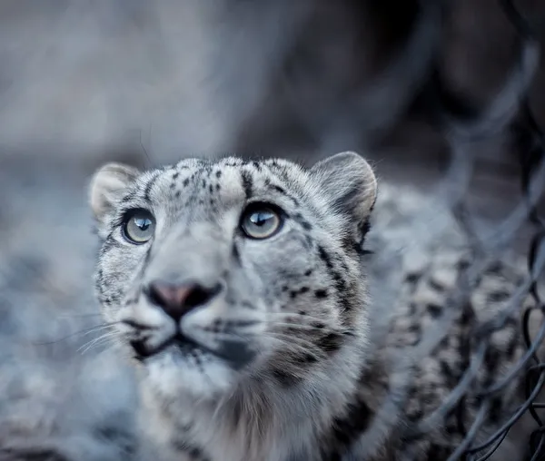 Fauna of Pakistan