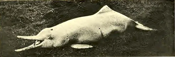 Baiji
