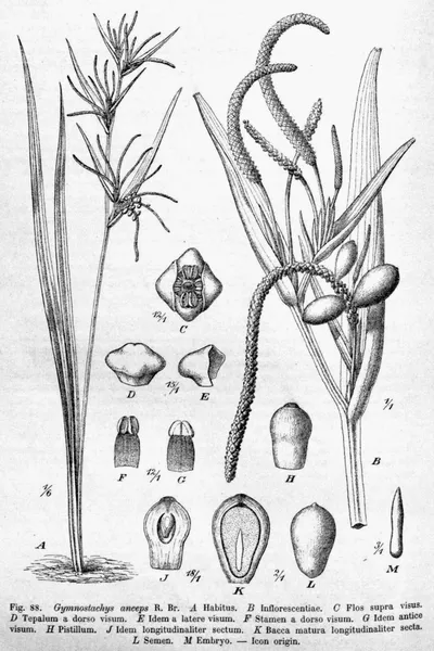 Gymnostachys