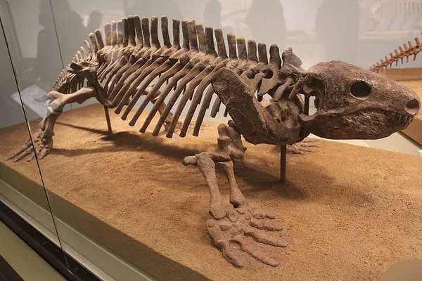 Diasparactus