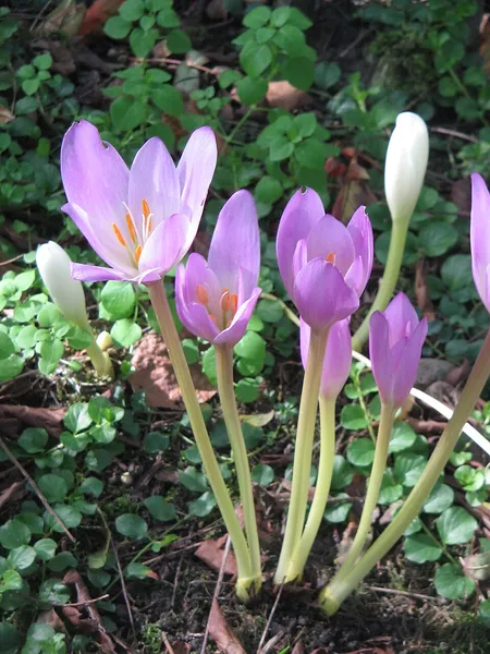 Colchicum