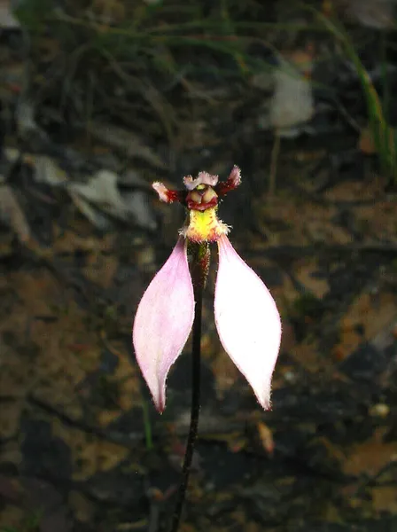 Eriochilus