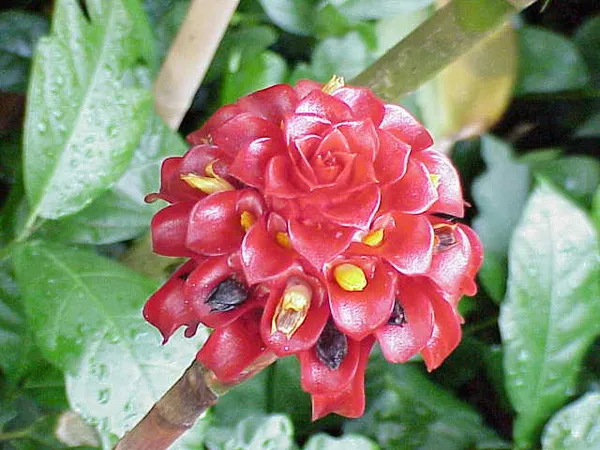 Costaceae