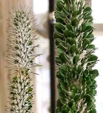 Didiereaceae