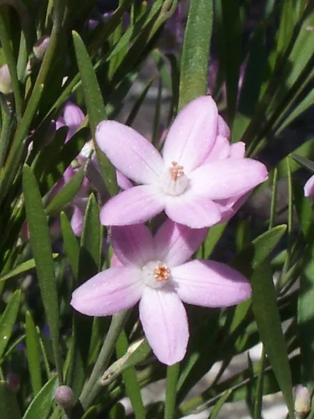 Eriostemon