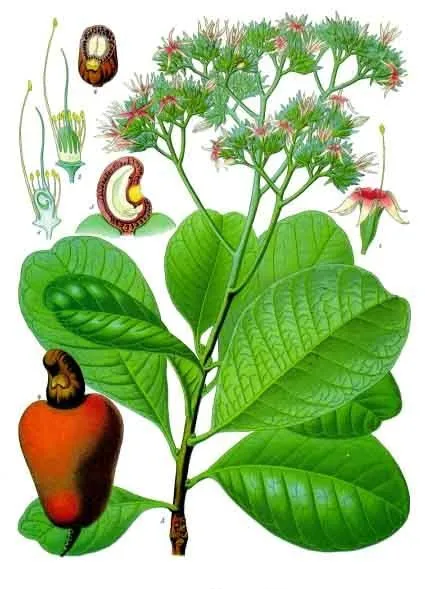 Circumscription (taxonomy)